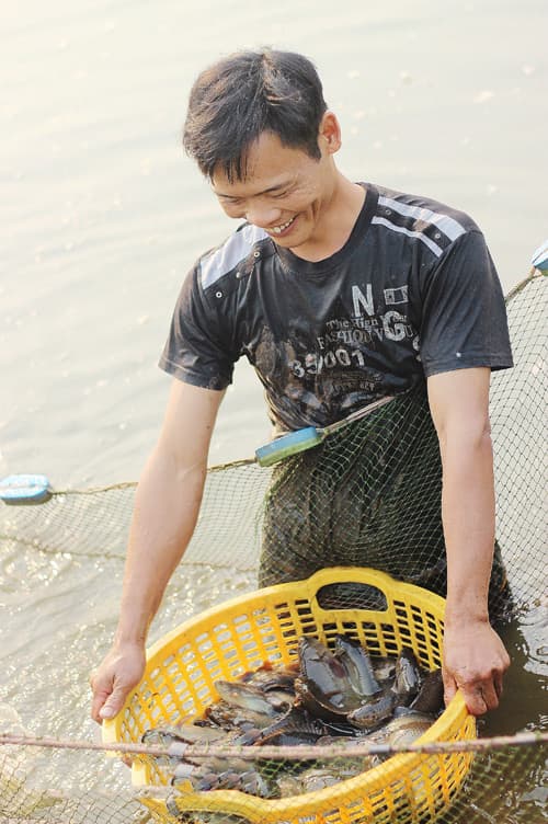 Mô hình nuôi cá rô đồng đạt hiệu quả kinh tế cao