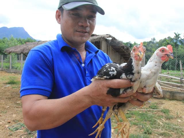 Nuôi gà re - nông dân làm giàu từ giống gà quý hiếm có nguy cơ tuyệt chủng