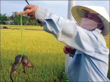 Cách nuôi ếch hiệu quả ở ruộng lúa