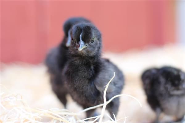 Kỳ lạ giống gà đen từ trong ra ngoài, đến trứng cũng đen nốt