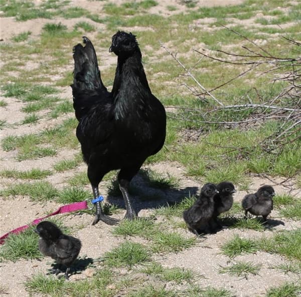 Kỳ lạ giống gà đen từ trong ra ngoài, đến trứng cũng đen nốt