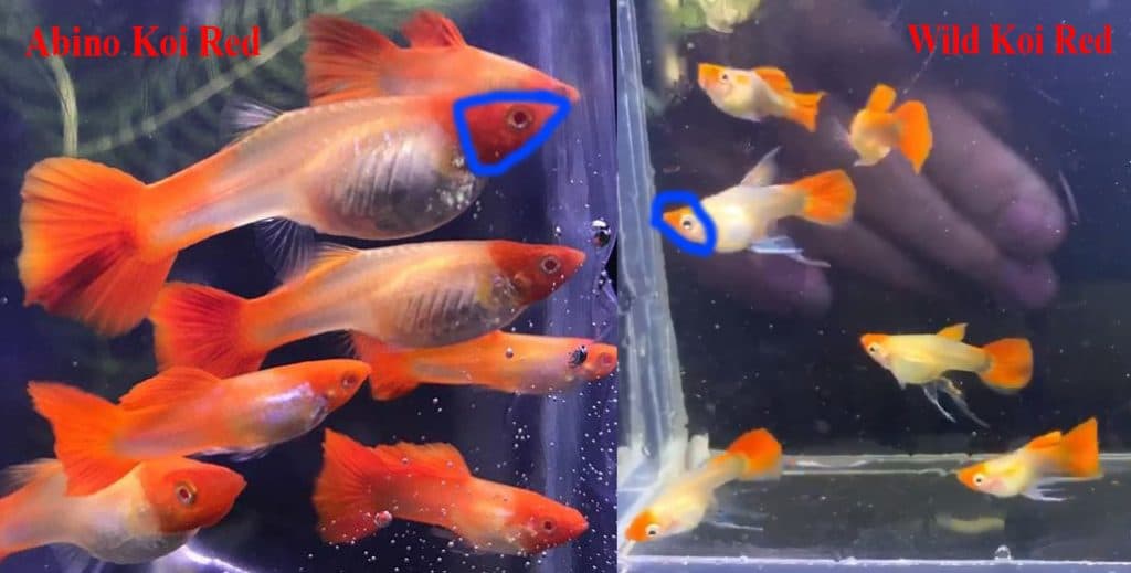 Thông tin và kỹ thuật nuôi cá bảy màu guppy