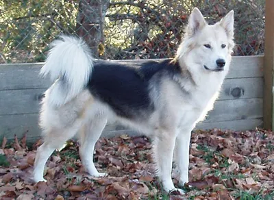Giống chó Husky lai được săn tìm nhiều nhất