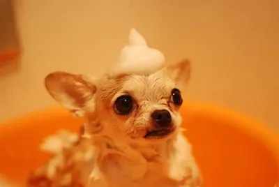 Những bệnh thường gặp ở chó Chihuahua và phương pháp phòng tránh