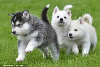 Kinh nghiệm nuôi chó husky phát triển khỏe mạnh, đơn giản