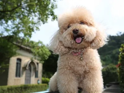 Những bệnh thường gặp và cách điều trị bệnh ở chó poodle