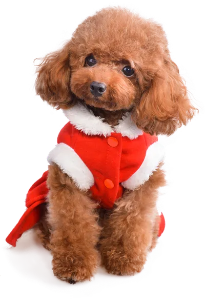 Nguồn gốc, cách chăm sóc, bảng giá chó Poodle
