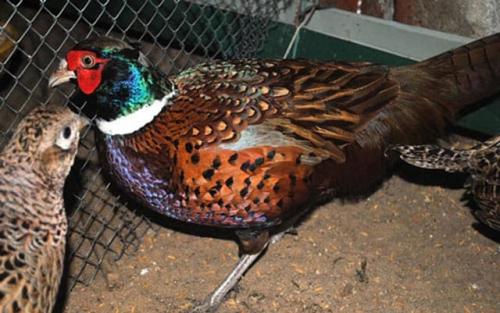 Bí quyết nuôi trĩ đỏ: 1 trống “cặp” 3 mái là… vừa đẹp