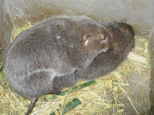 Hướng dẫn kỹ thuật chăn nuôi dúi thịt