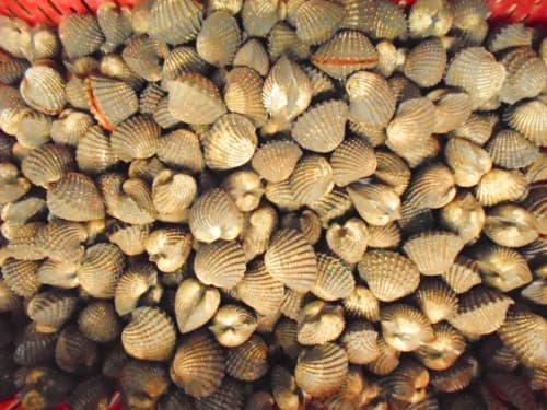 Kĩ thuật nuôi sò huyết con