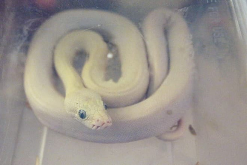 Trào lưu nuôi thú 