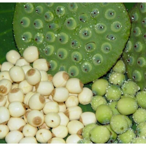 Lợi ích kinh ngạc của hạt sen