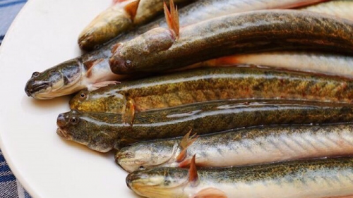 9 Công thức chế biến món ngon từ cá kèo,dễ làm