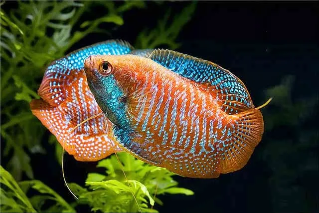 Cá cảnh không cần oxi
