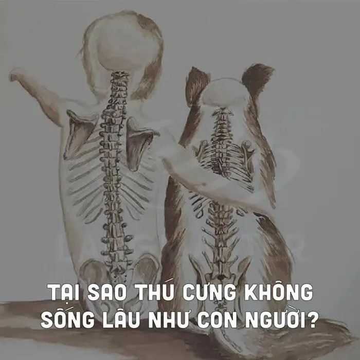 Tại sao thú cưng không sống lâu như con người