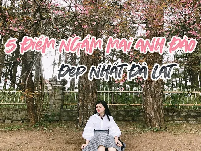 Top 5 địa điểm ngắm Mai anh đào Đà Lạt