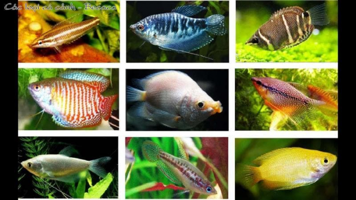 Tổng hợp danh sách các loại cá cảnh nước ngọt Việt Nam