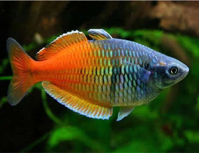 Thông tin và kỹ thuật nuôi cá cầu vồng Rainbow