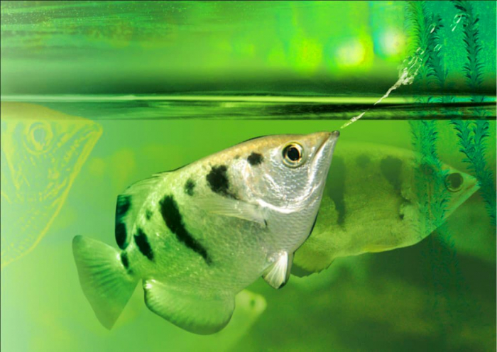 Thông tin và kỹ thuật nuôi cá cao xạ pháo - Cá mang rỗ
