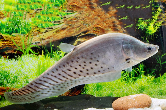 Thông tin và kỹ thuật nuôi cá còm da báo - Cá thác lác da báo