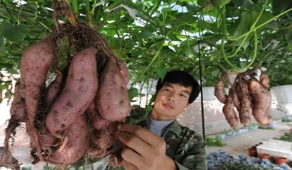 Độc đáo trồng khoai lang trên giàn