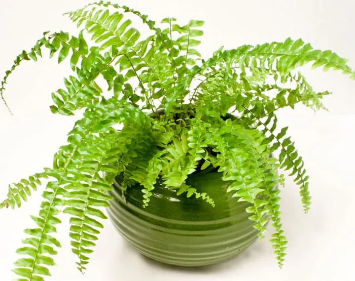12 loại cây làm sạch không khí trong nhà