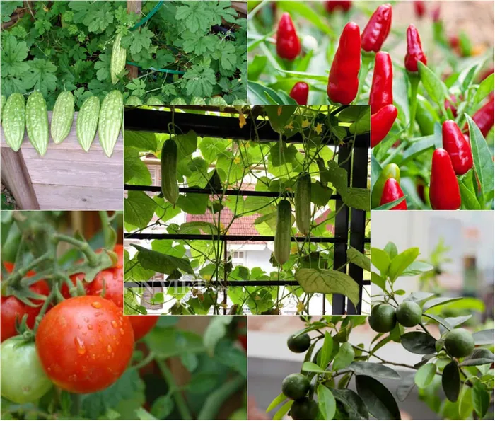 Bắt tay trồng ngay 5 loại quả thông dụng cho bữa cơm gia đình