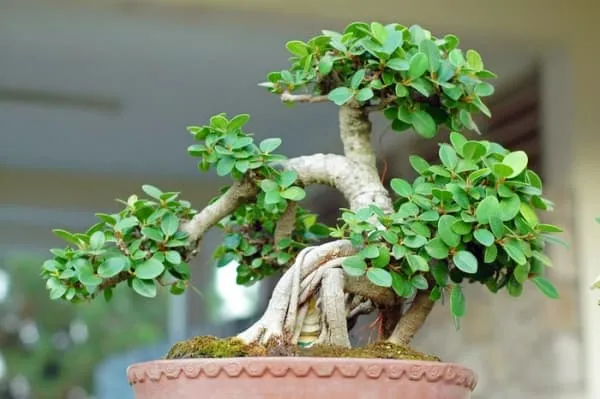 Các loại cây cảnh mini để bàn đẹp nhất thế giới