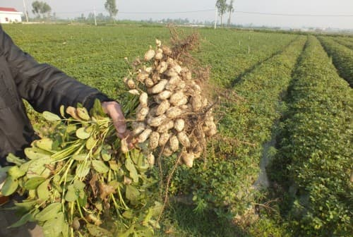 Cách tăng năng suất cây lạc