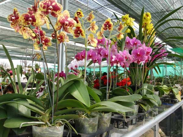 Kỹ thuật trồng cây hoa lan hồ điệp trong chậu