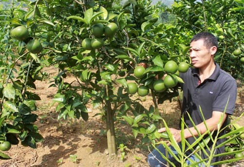 Người ép cam Vinh 