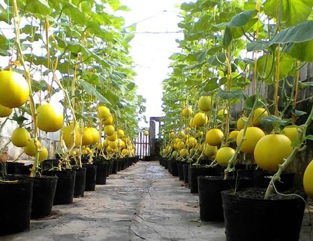 Thu 3 tạ dưa trên sân thượng 40m², nông dân phố lập 