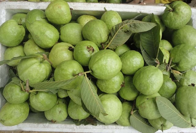 Mô hình trồng ổi lê, hái ra tiền