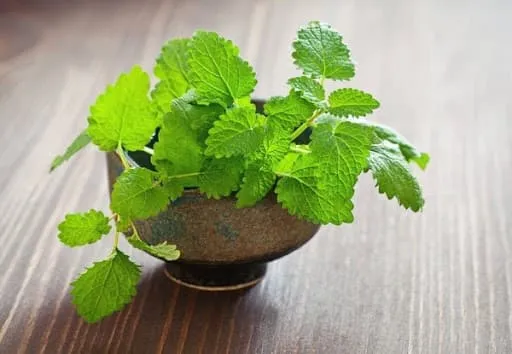 5 loại thảo dược hữu ích có thể trồng ngay trong văn phòng