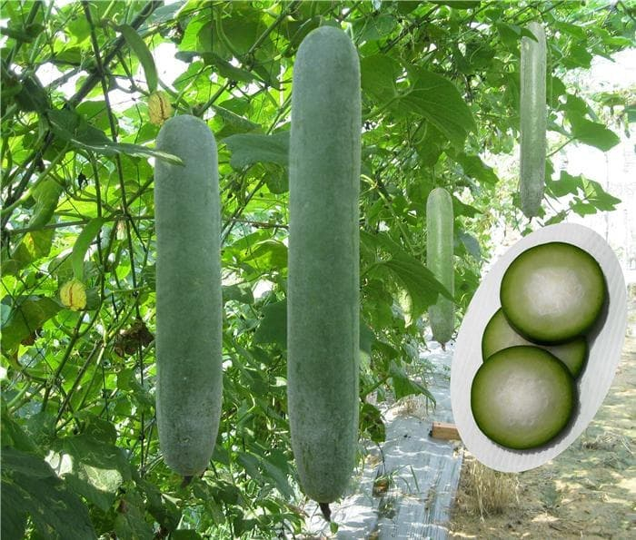 Bí quyết trồng bí xanh cho năng suất cao