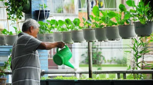 Bí quyết trồng rau sạch tại nhà hiệu quả