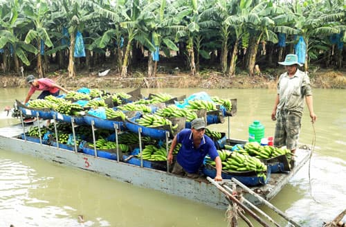 “Hai lúa” trồng chuối chất lượng cao theo chuẩn quốc tế