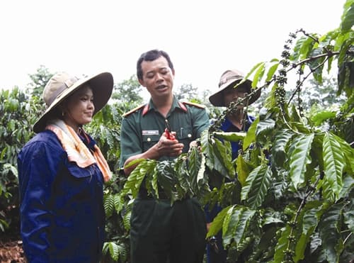Kỹ thuật chăm sóc cây cà phê sau vụ thu hoạch