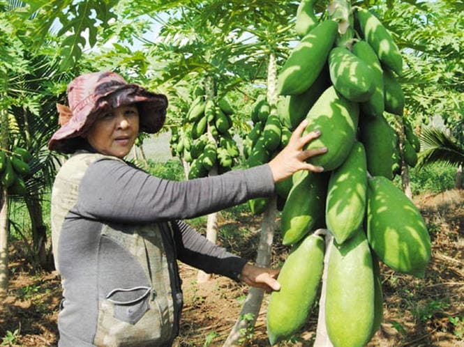 Bí quyết trồng đu đủ quả lớn và sai trĩu quanh năm