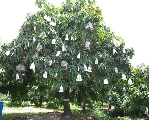 Độc đáo mô hình kinh doanh “Cây xoài nhà tôi”