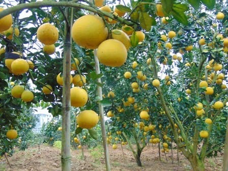 Kỹ thuật trồng bưởi Diễn năng suất cao, chất lượng tốt
