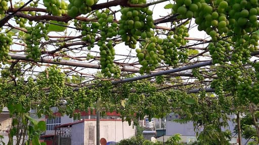 Kỹ thuật trồng nho trên sân thượng cho năng suất cao