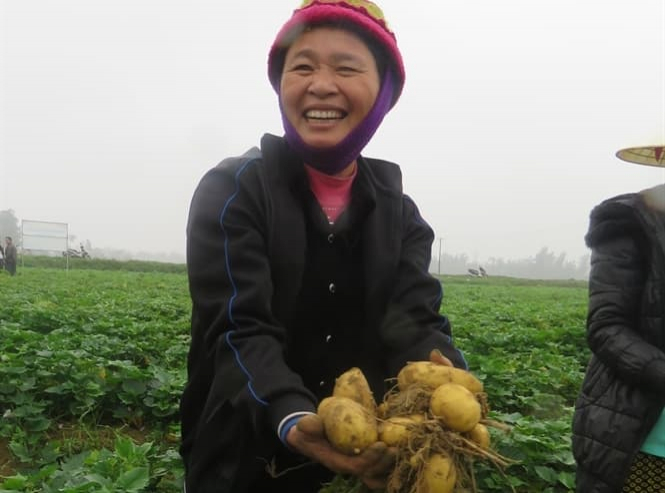 Mô hình trồng khoai tây che phủ xác thực vật