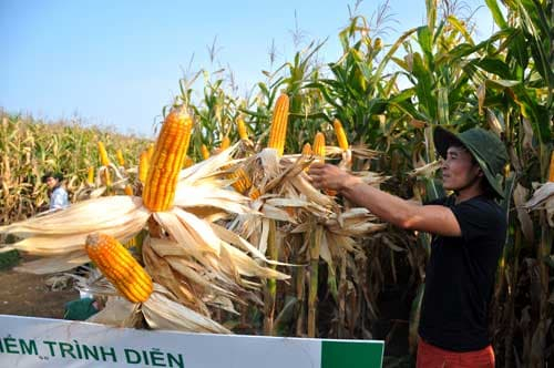 Nhà nông Sơn La thu 10 tấn/ha ngô biến đổi gen