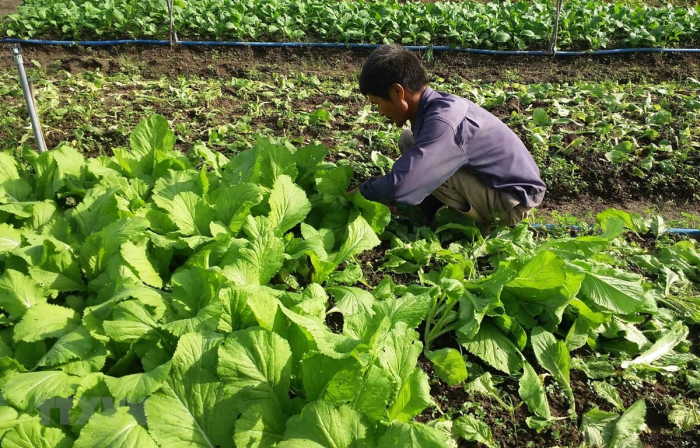 Nông dân thành lập cộng đồng sản xuất nông sản sạch