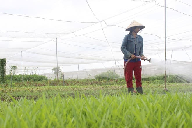 Ra ngoại ô Sài Gòn mở trang trại thuê đất trồng rau