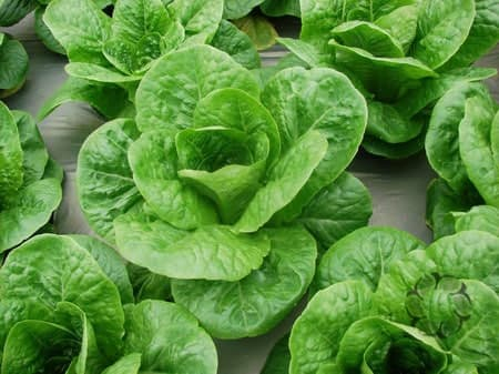 Bí quyết trồng và chăm sóc rau sạch tại nhà tươi xanh quanh năm