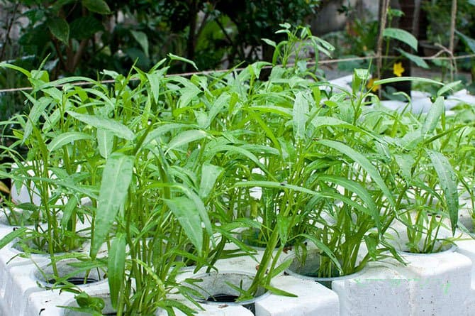 Cách trồng cây rau muống tươi sạch tại nhà cho thu hái quanh năm
