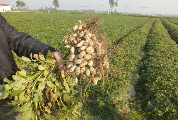 Cách trồng và chăm sóc giống lạc chay trắng cho năng suất cao