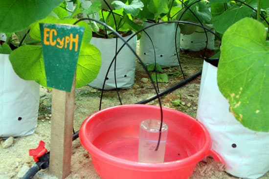 Huấn luyện ong thụ phấn dưa trong nhà lưới
